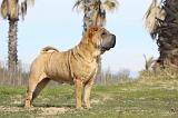 SHAR-PEI 671